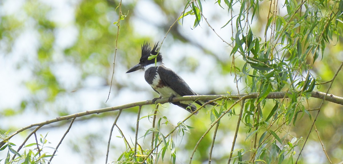 Belted Kingfisher - ML635728488