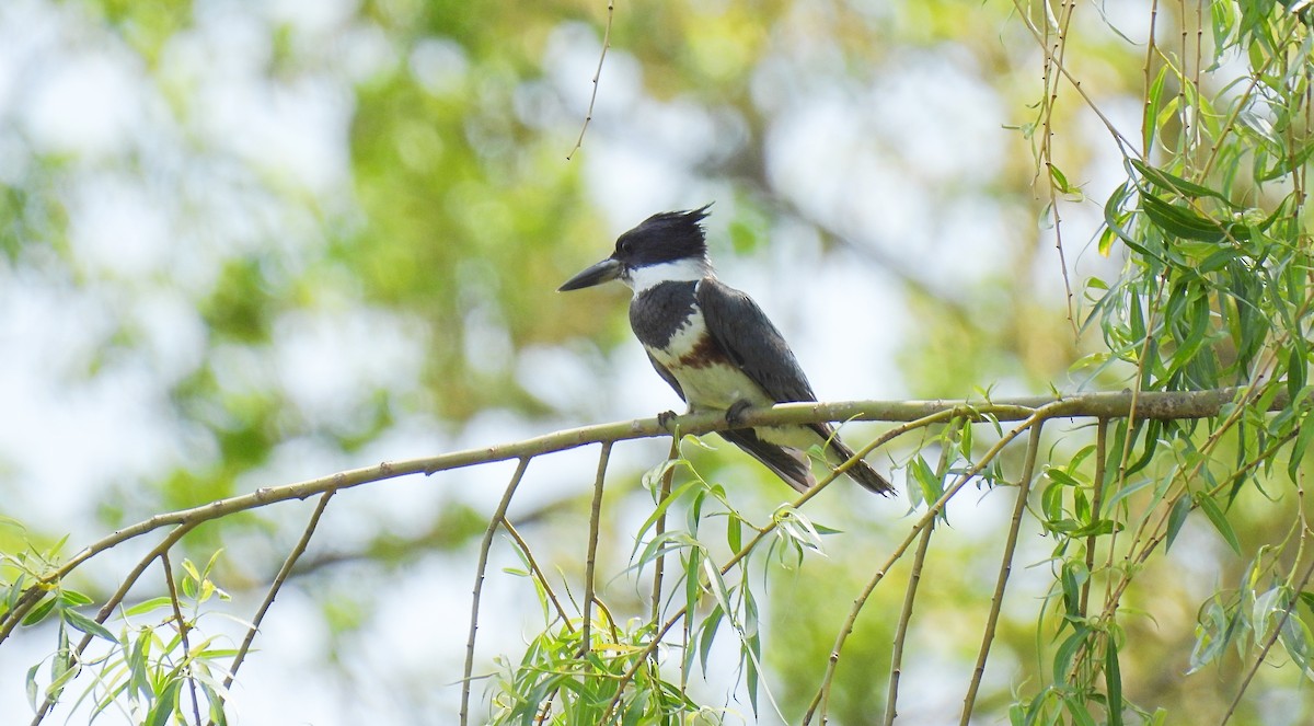 Belted Kingfisher - ML635728492