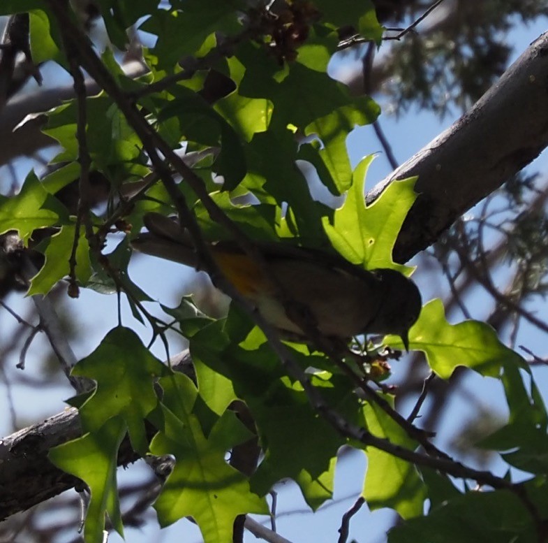 Colimawaldsänger - ML635728516