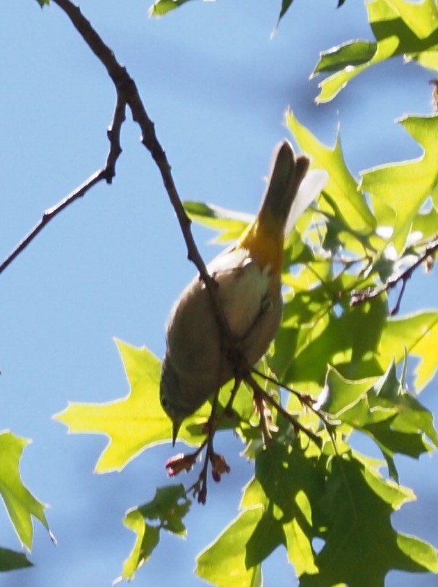 Colimawaldsänger - ML635728517