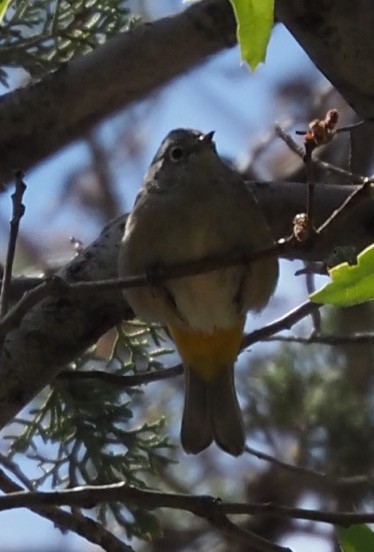 Colimawaldsänger - ML635728518