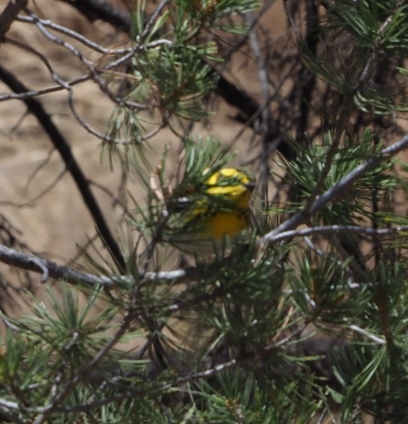 Townsendwaldsänger - ML635728536