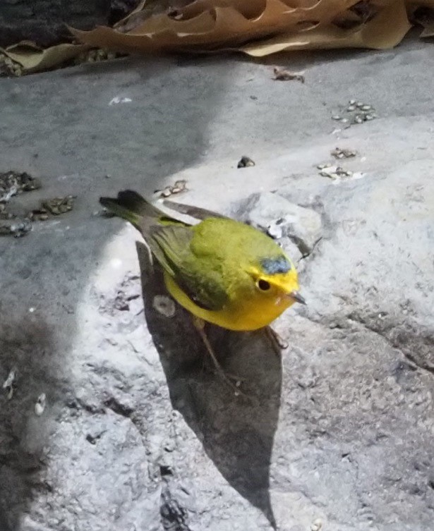 Mönchswaldsänger - ML635728543