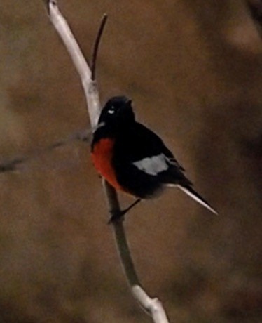 Rotbrust-Waldsänger - ML635728550