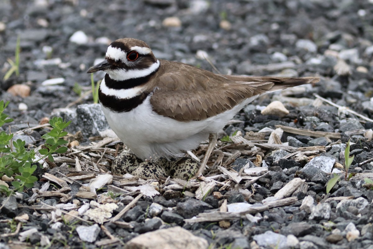 Killdeer - ML635728554