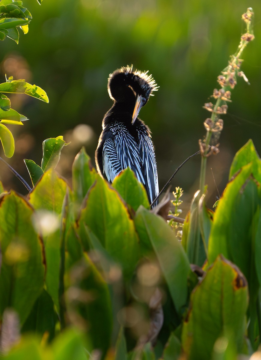 Anhinga - ML635728558
