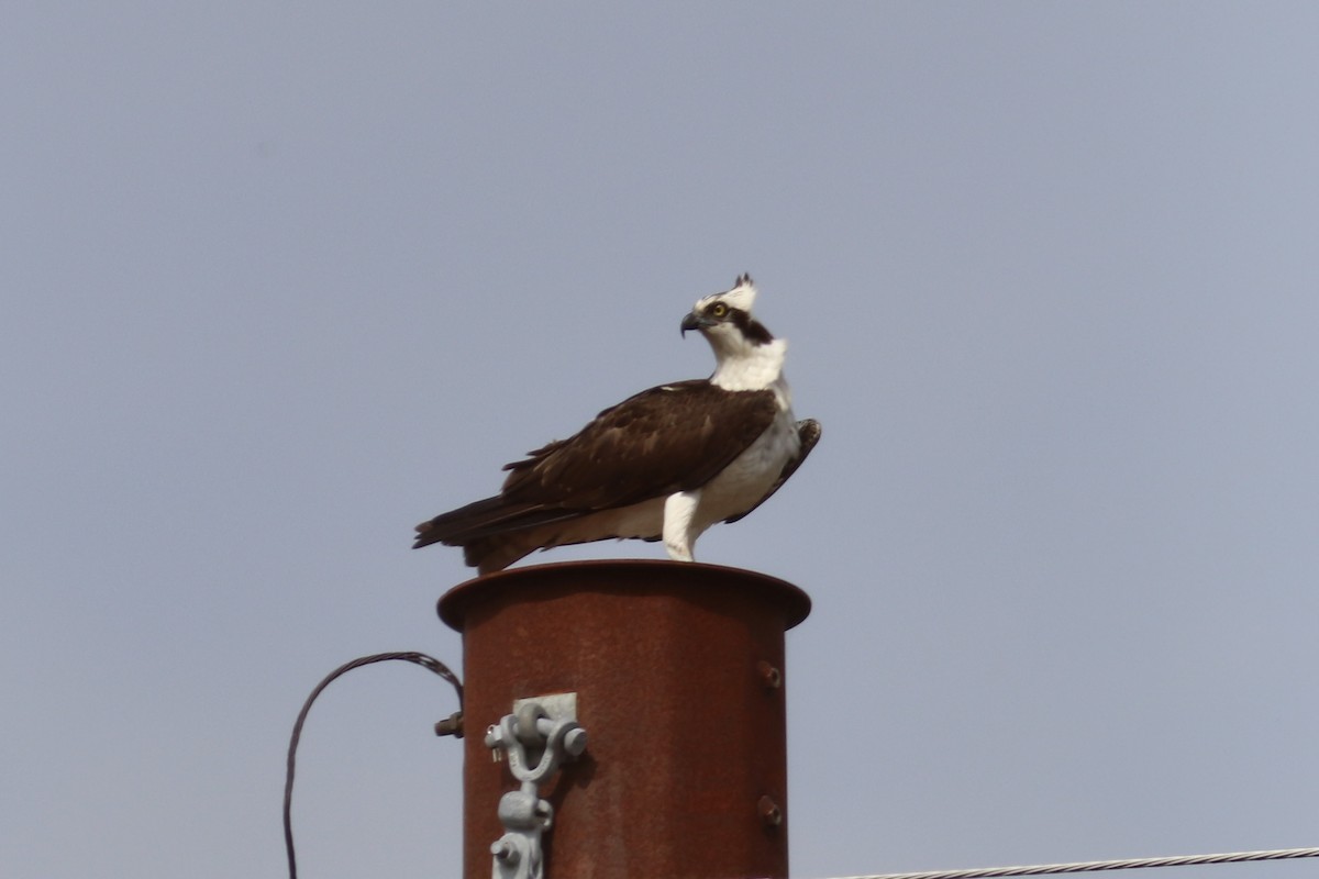 Osprey (American) - ML635728567