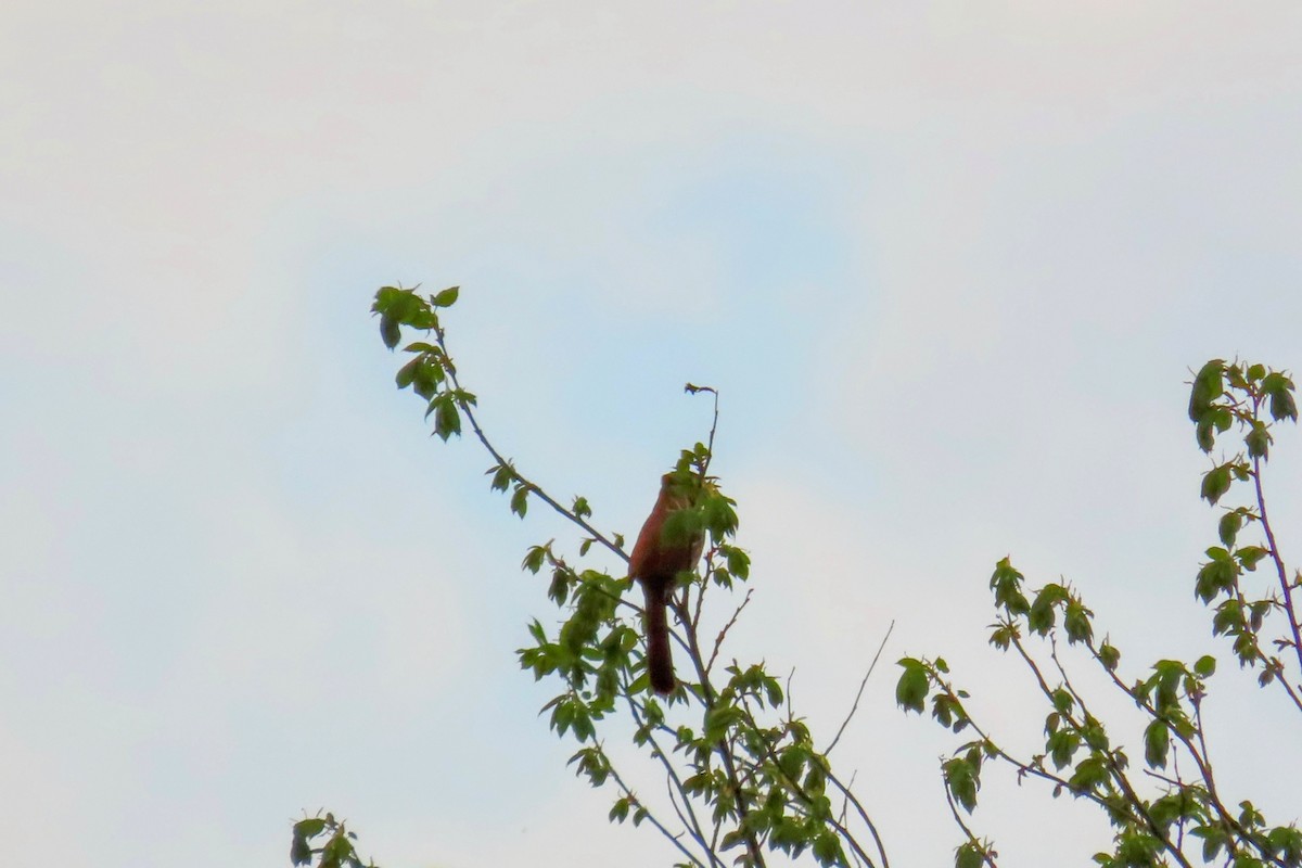 Brown Thrasher - ML635728571