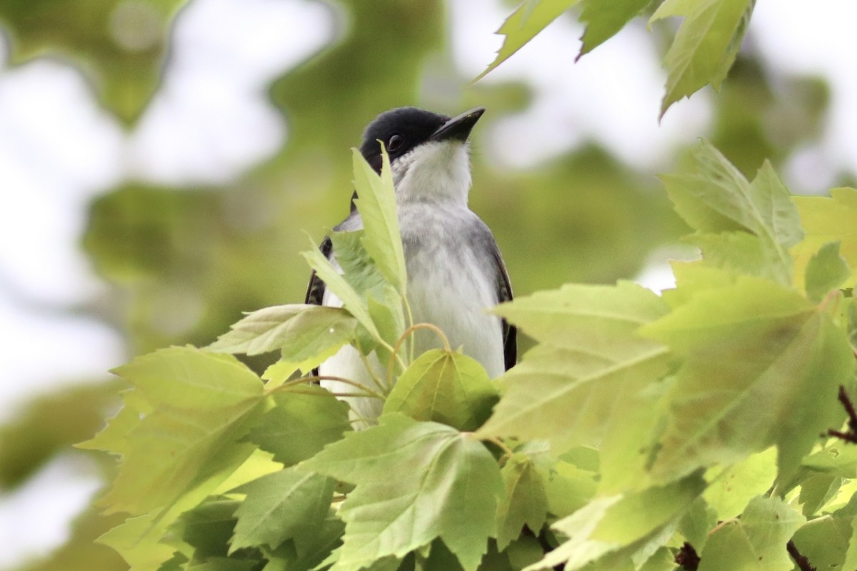 Eastern Kingbird - ML635728581