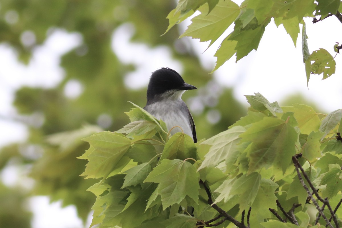 Eastern Kingbird - ML635728582