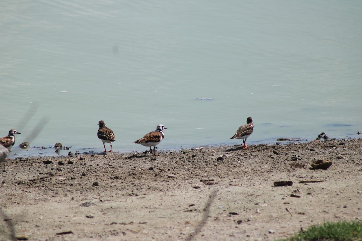 Ruddy Turnstone - ML635728588
