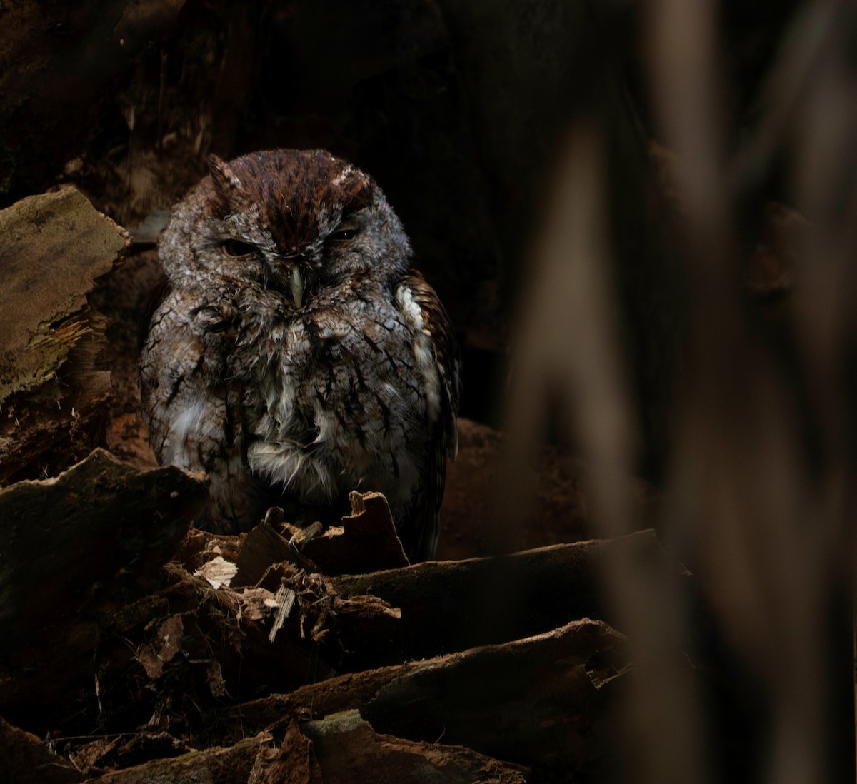 Eastern Screech-Owl - ML635728595