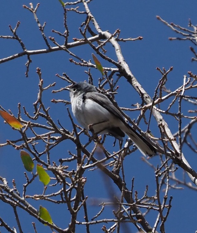 Blaumückenfänger - ML635728602