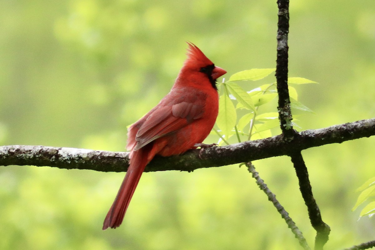 Northern Cardinal - ML635728613
