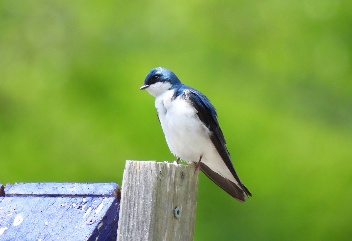 Elai kolorebikoa - ML635728654