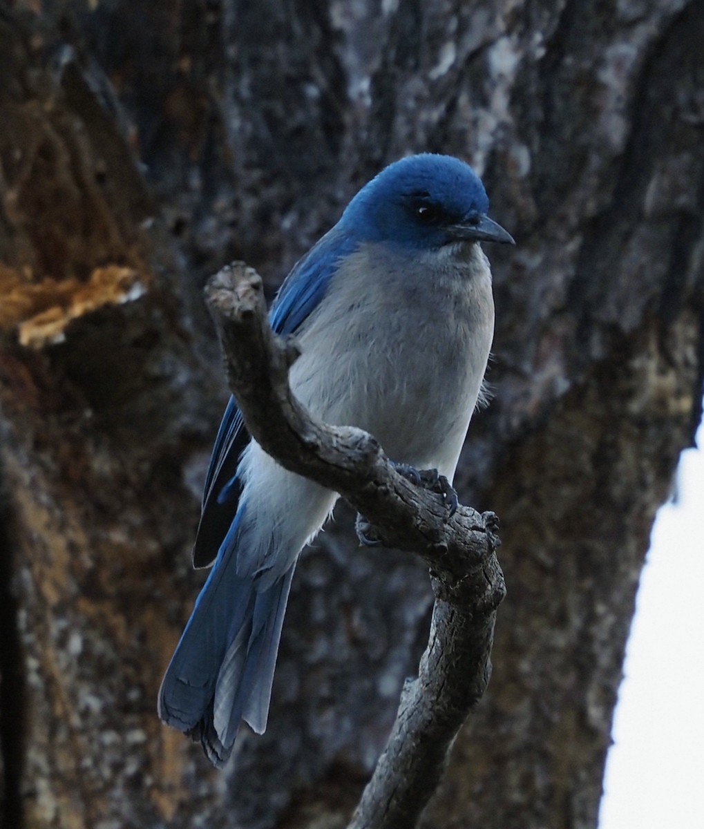 Mexikohäher - ML635728672