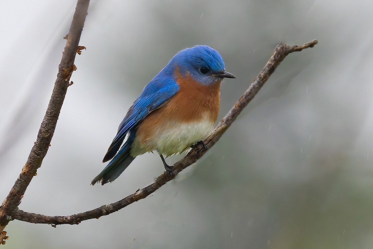 Eastern Bluebird - ML635728707
