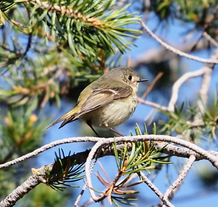 Rubingoldhähnchen - ML635728711