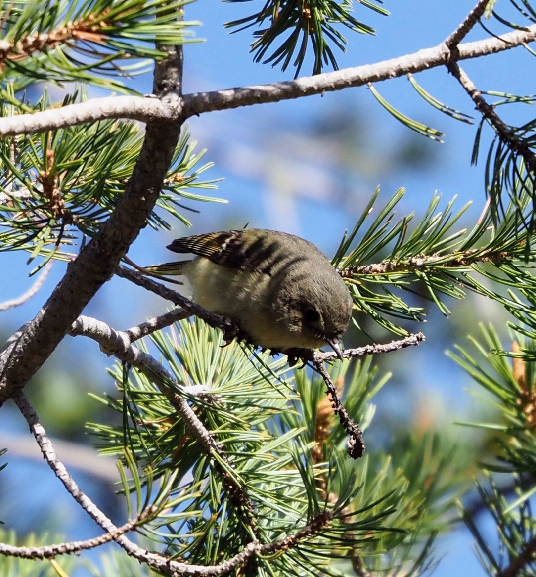 Rubingoldhähnchen - ML635728713