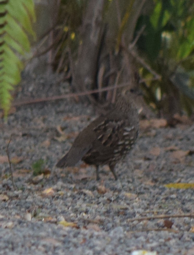 Elegant Quail - ML635728735