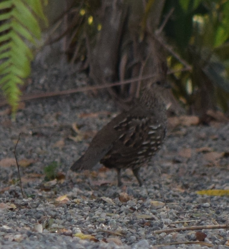 Elegant Quail - ML635728736