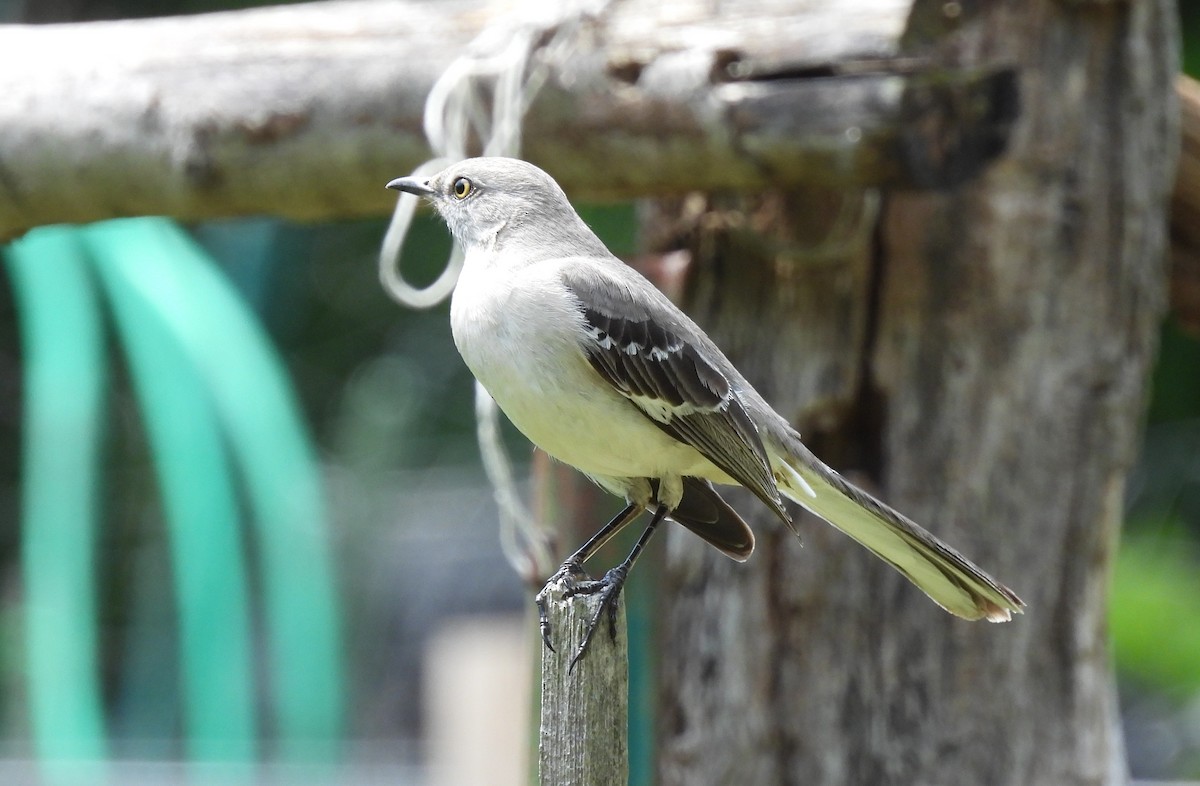 Northern Mockingbird - ML635728747