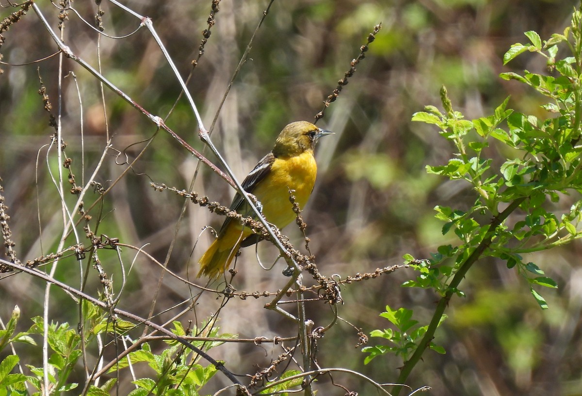 Baltimore Oriole - ML635728779