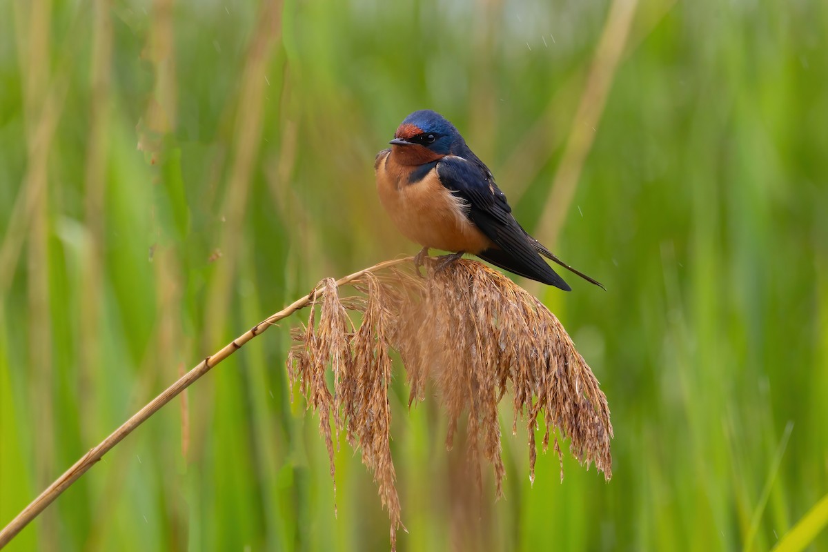 Eastern Bluebird - ML635728781