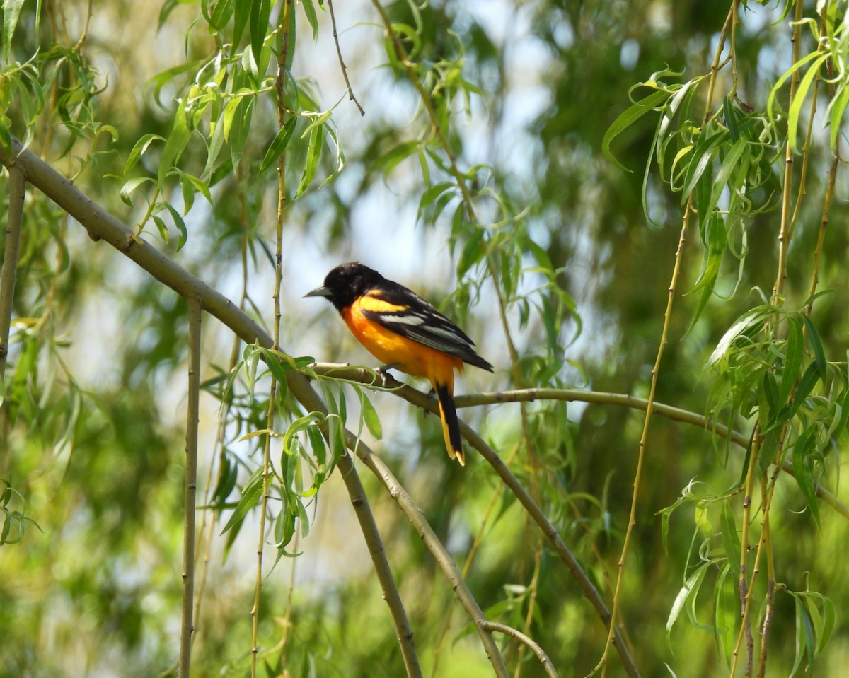 Baltimore Oriole - ML635728792