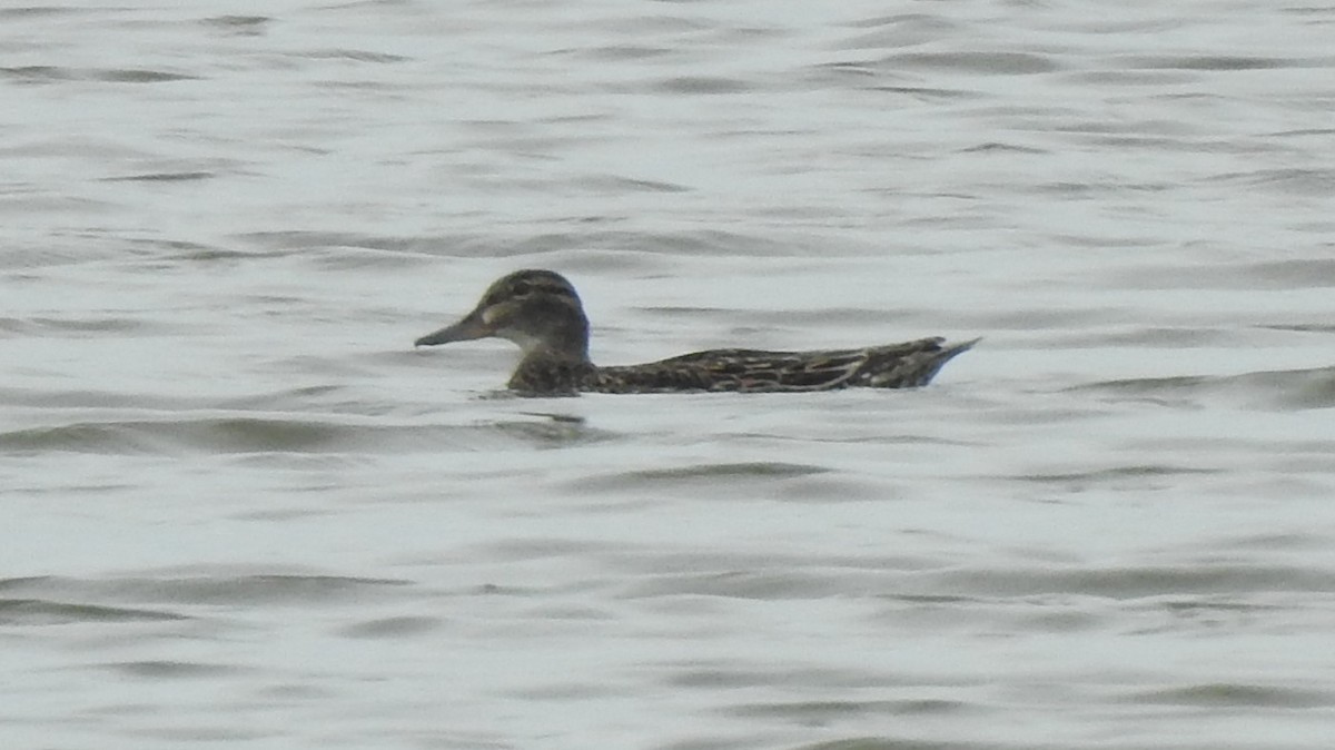 Ногоохон нугас - ML635728819