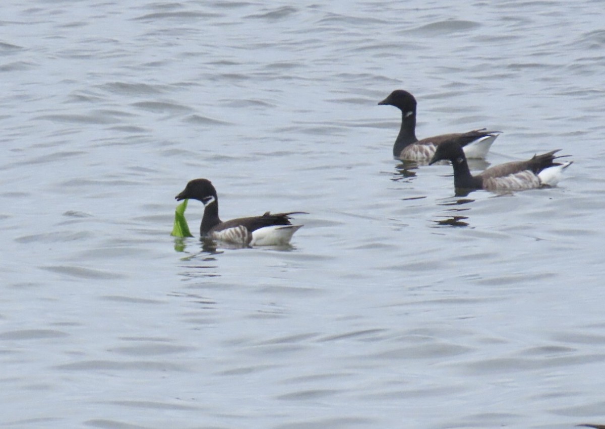 Brant (Black) - ML635728877