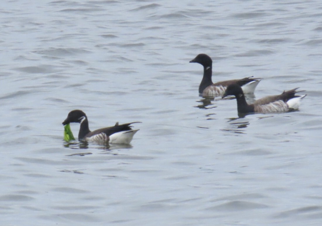 Brant (Black) - ML635728878