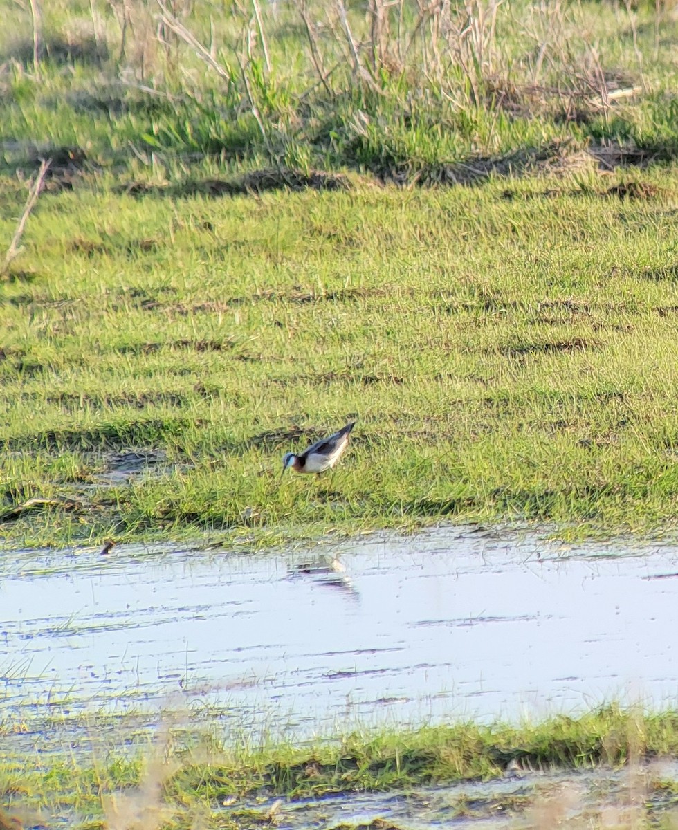 Wilson's Phalarope - ML635728884