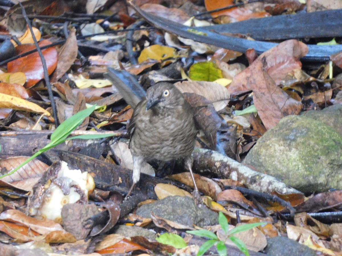 Scaly-breasted Thrasher - ML635728893