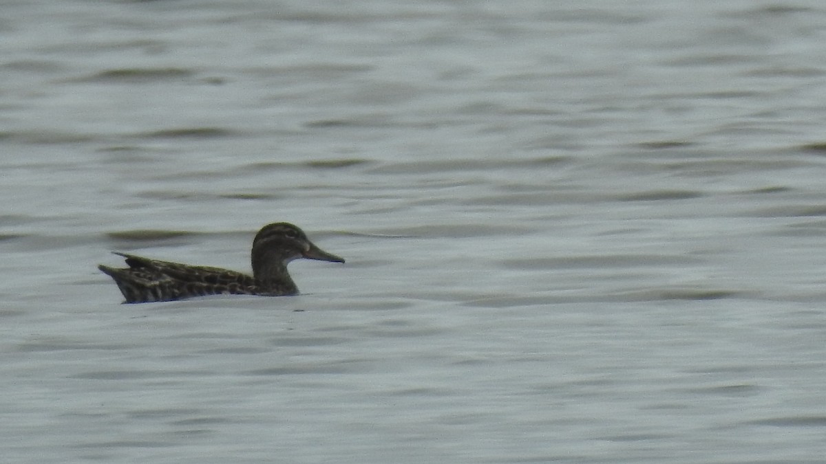 Ногоохон нугас - ML635728932