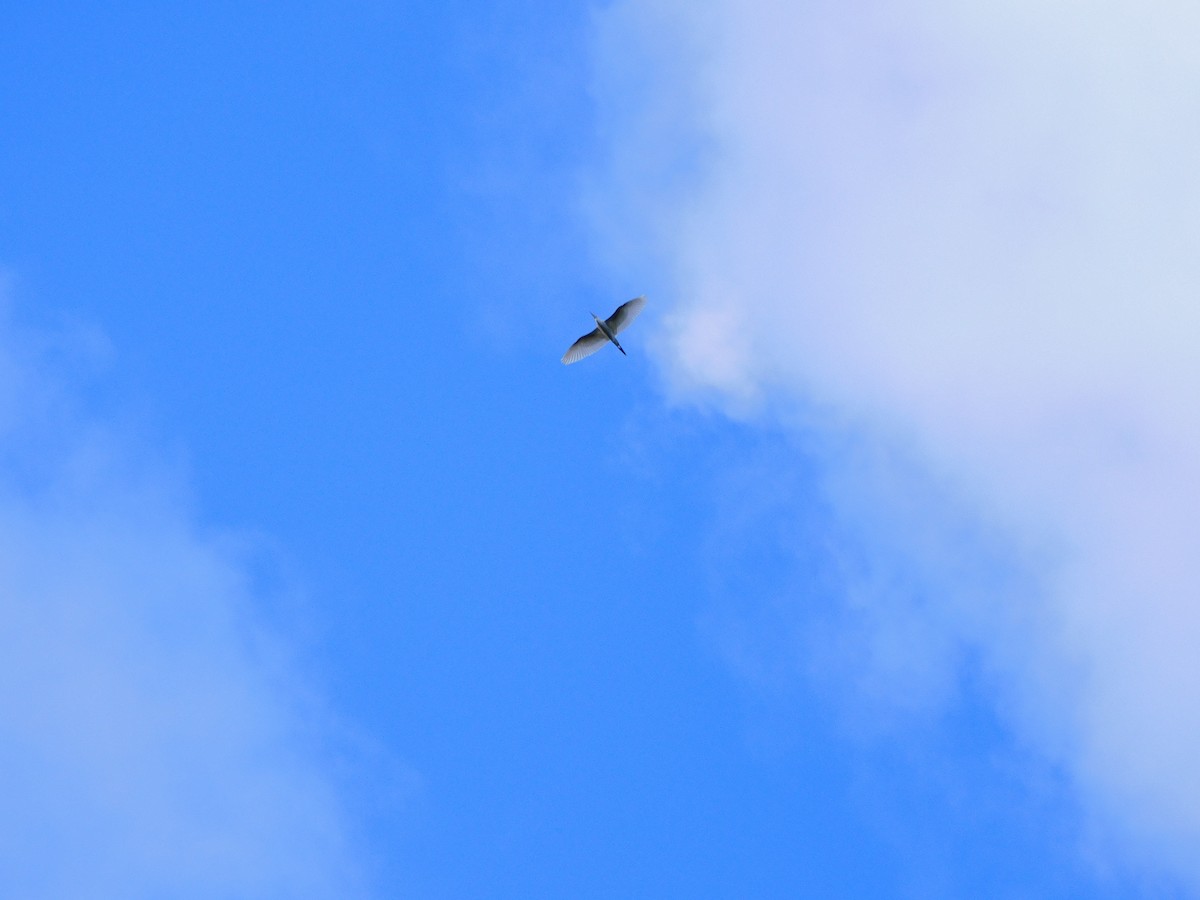 Western Cattle-Egret - ML635729028
