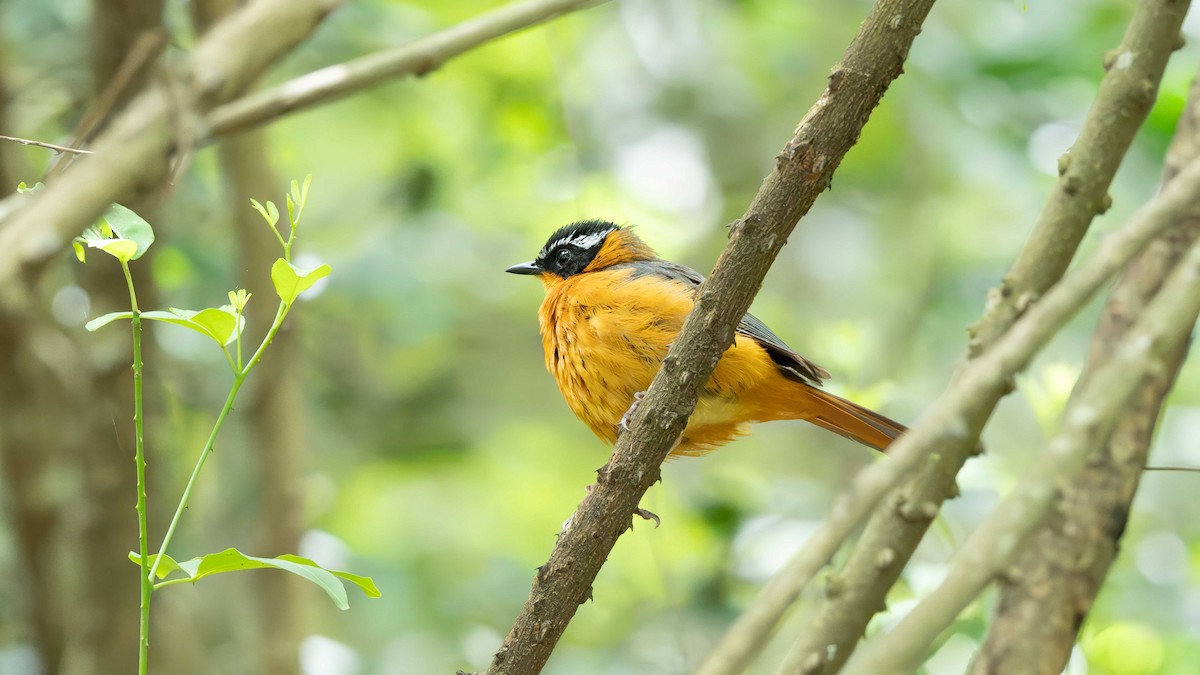 Rüppell's Robin-Chat - ML635729054