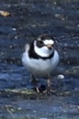 Semipalmated Plover - ML635729063