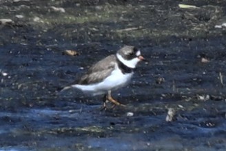 Semipalmated Plover - ML635729064