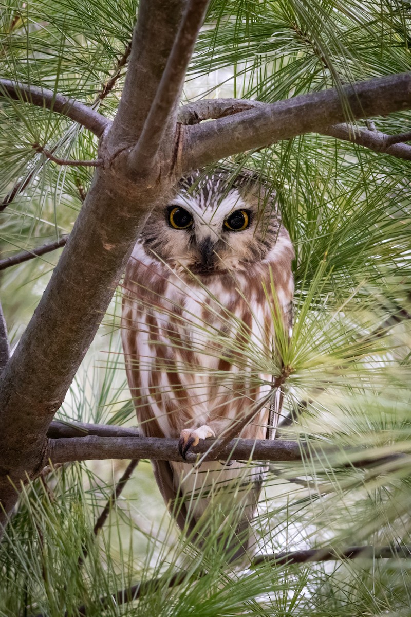 Northern Saw-whet Owl - ML635729087