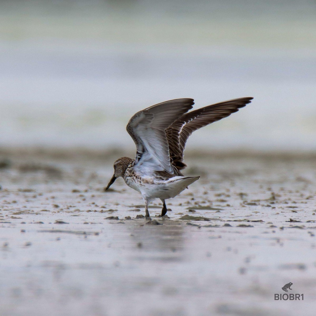 White-rumped Sandpiper - ML635729094