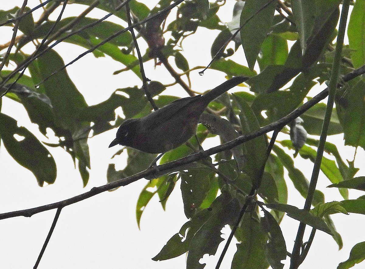 Tangara barbouillé - ML635729105