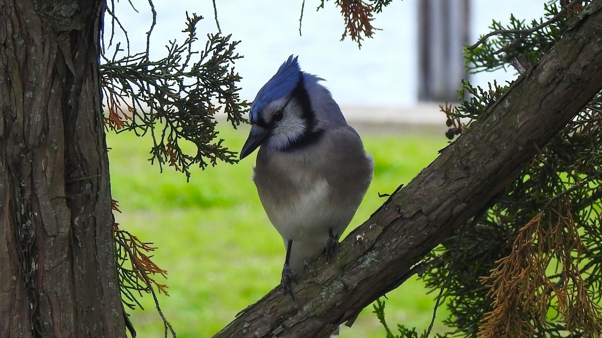 Blue Jay - ML635729116