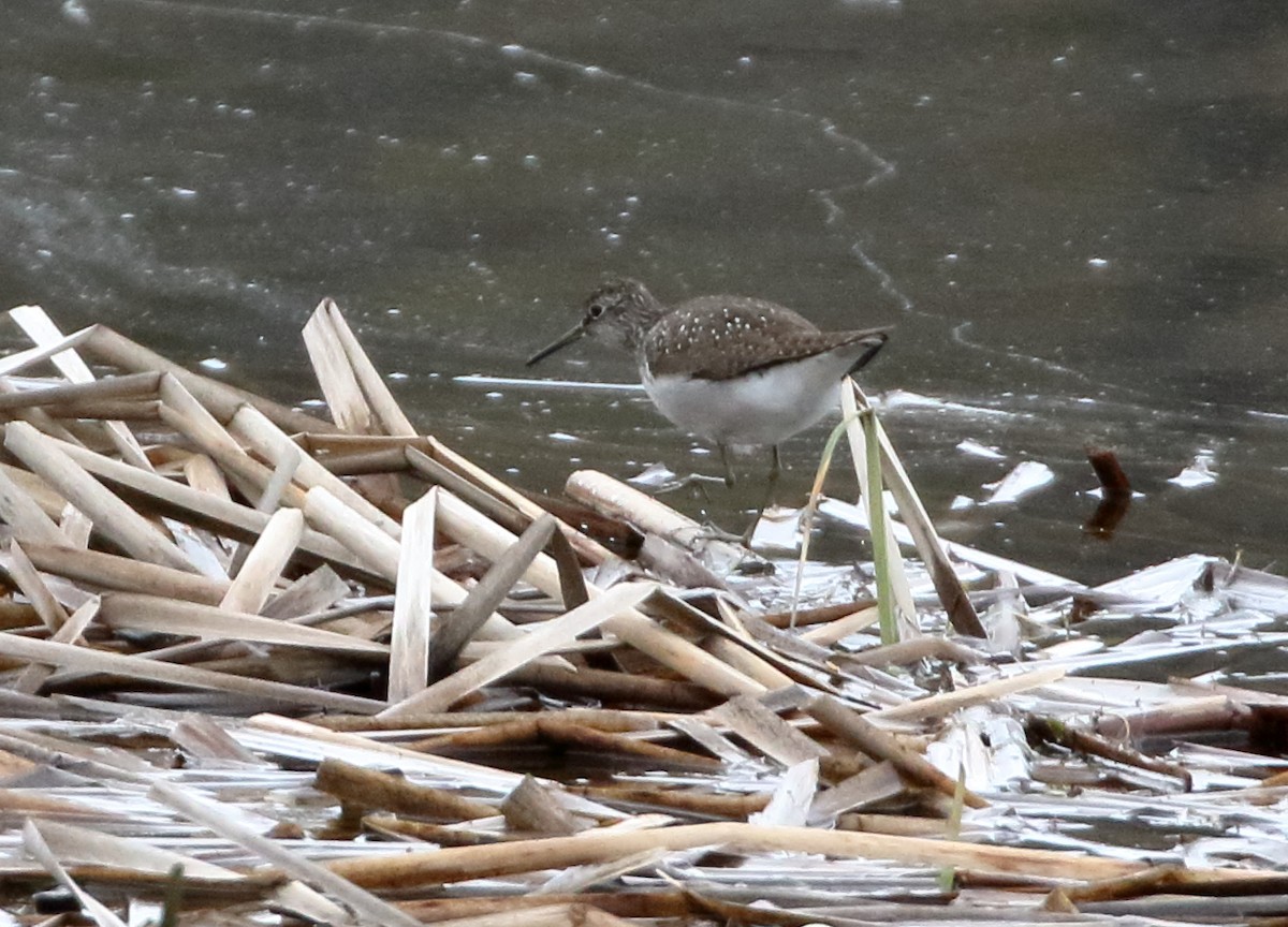 Solitary Sandpiper - ML635729147