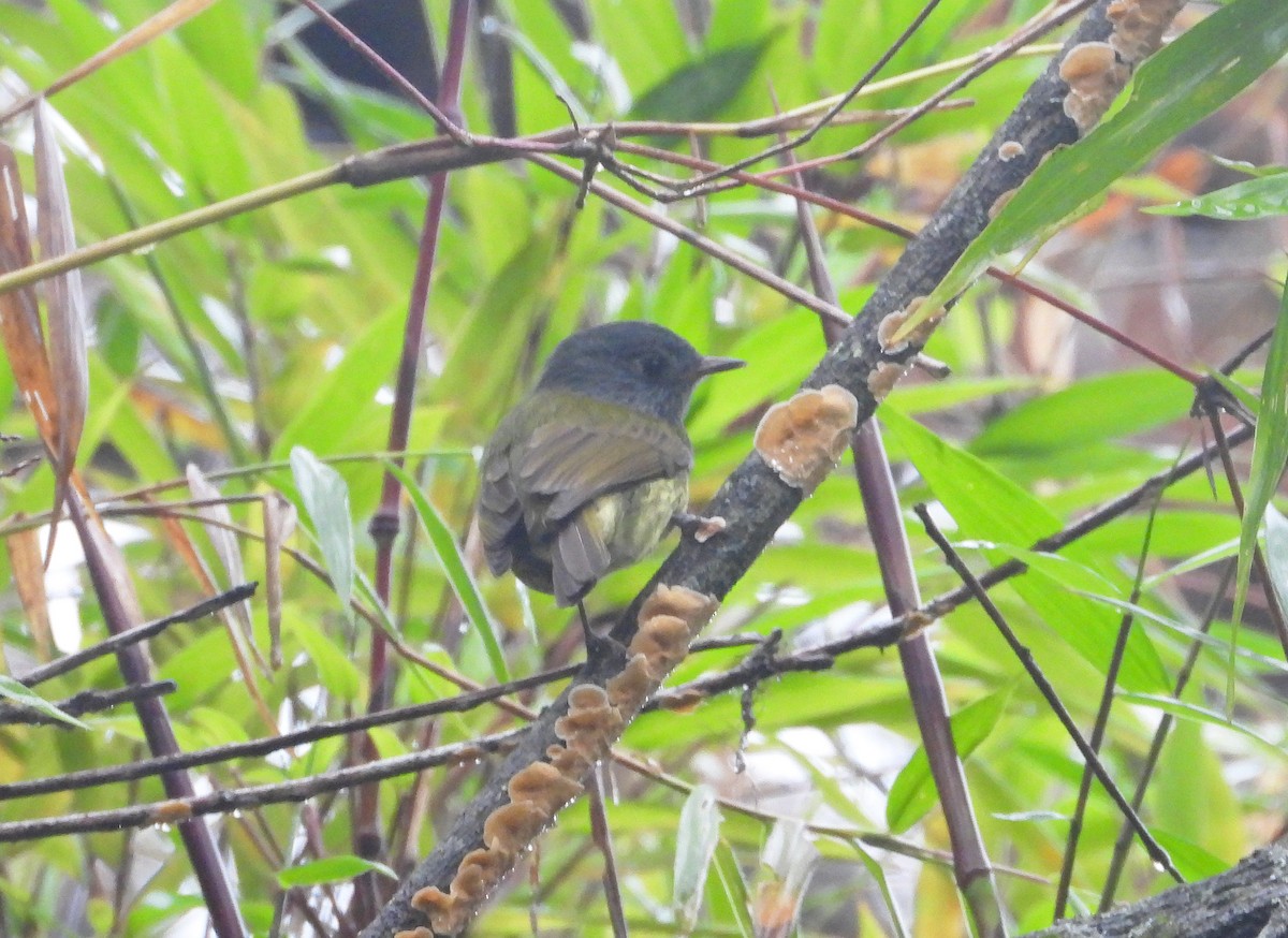 Streak-necked Flycatcher - ML635729166