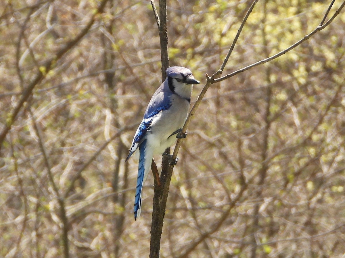 Blue Jay - ML635729176