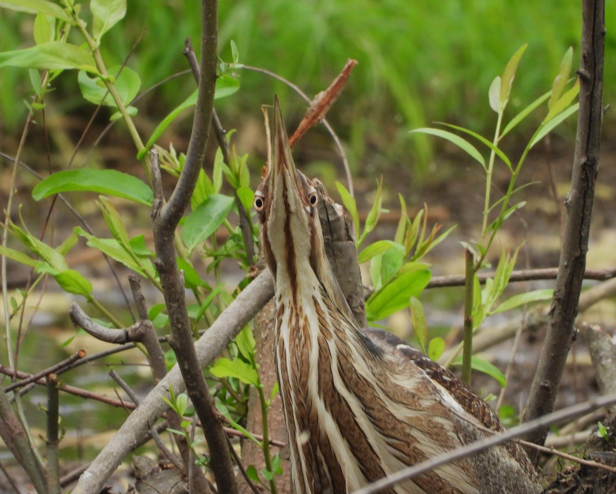 American Bittern - ML635729183