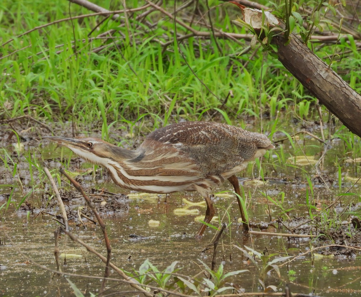 American Bittern - ML635729190