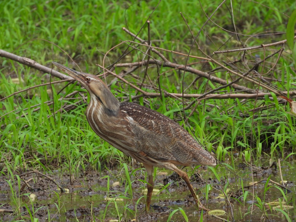 American Bittern - ML635729192