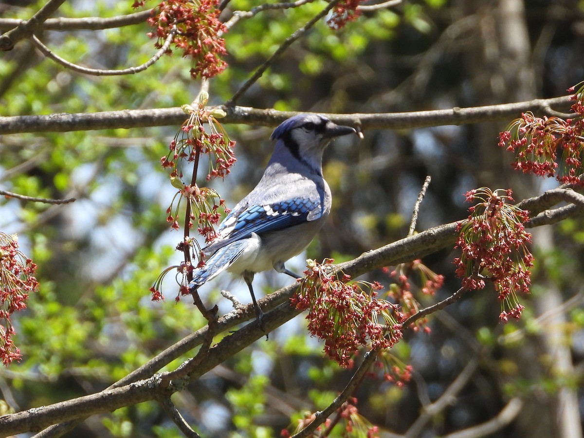 Blue Jay - ML635729203